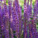 Ornamental sage - Steppe sage - Salvia nemorosa Ostfriesland - 9cm pot - Set of 40 plants