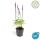 Ornamental sage - Steppe sage - Salvia nemorosa Ostfriesland - 9cm pot - Set of 40 plants
