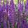 Ornamental sage - Steppe sage - Salvia nemorosa Ostfriesland - 9cm pot - Set of 40 plants