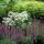 Ornamental sage - Steppe sage - Salvia nemorosa Ostfriesland - 9cm pot - Set of 40 plants