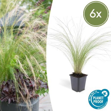 Ziergras - Mexikanisches Federgras - Stipa tenuissima Ponytails - 9cm Topf - Set mit 6 Pflanzen