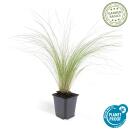 Ziergras - Mexikanisches Federgras - Stipa tenuissima Ponytails - 9cm Topf - Set mit 6 Pflanzen