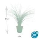 Ziergras - Mexikanisches Federgras - Stipa tenuissima Ponytails - 9cm Topf - Set mit 6 Pflanzen