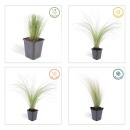 Ziergras - Mexikanisches Federgras - Stipa tenuissima Ponytails - 9cm Topf - Set mit 6 Pflanzen