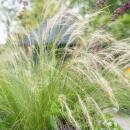 Ziergras - Mexikanisches Federgras - Stipa tenuissima Ponytails - 9cm Topf - Set mit 6 Pflanzen