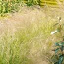 Ziergras - Mexikanisches Federgras - Stipa tenuissima Ponytails - 9cm Topf - Set mit 6 Pflanzen