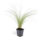 Ziergras - Mexikanisches Federgras - Stipa tenuissima Ponytails - 9cm Topf - Set mit 6 Pflanzen