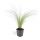 Ziergras - Mexikanisches Federgras - Stipa tenuissima Ponytails - 9cm Topf - Set mit 6 Pflanzen