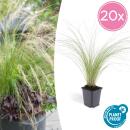 Ziergras - Mexikanisches Federgras - Stipa tenuissima Ponytails - 9cm Topf - Set mit 20 Pflanzen