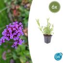 Ornamental perennial - Verbena bonariensis - 9cm pot -...
