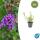 Ornamental perennial - Verbena bonariensis - 9cm pot - set of 6 plants
