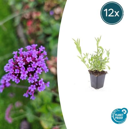 Zierstaude - Eisenkraut - Verbena bonariensis - 9cm Topf - Set mit 12 Pflanzen