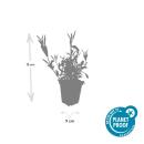 Zierstaude - Eisenkraut - Verbena bonariensis - 9cm Topf - Set mit 12 Pflanzen