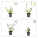 Zierstaude - Eisenkraut - Verbena bonariensis - 9cm Topf - Set mit 12 Pflanzen