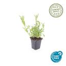 Zierstaude - Eisenkraut - Verbena bonariensis - 9cm Topf - Set mit 12 Pflanzen