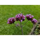 Zierstaude - Eisenkraut - Verbena bonariensis - 9cm Topf - Set mit 12 Pflanzen