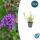 Zierstaude - Eisenkraut - Verbena bonariensis - 9cm Topf - Set mit 12 Pflanzen