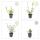 Zierstaude - Eisenkraut - Verbena bonariensis - 9cm Topf - Set mit 12 Pflanzen