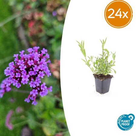 Zierstaude - Eisenkraut - Verbena bonariensis - 9cm Topf - Set mit 24 Pflanzen