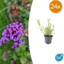 Zierstaude - Eisenkraut - Verbena bonariensis - 9cm Topf - Set mit 24 Pflanzen
