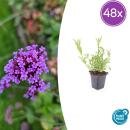 Zierstaude - Eisenkraut - Verbena bonariensis - 9cm Topf - Set mit 48 Pflanzen