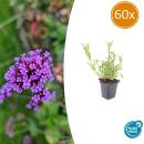 Zierstaude - Eisenkraut - Verbena bonariensis - 9cm Topf - Set mit 60 Pflanzen
