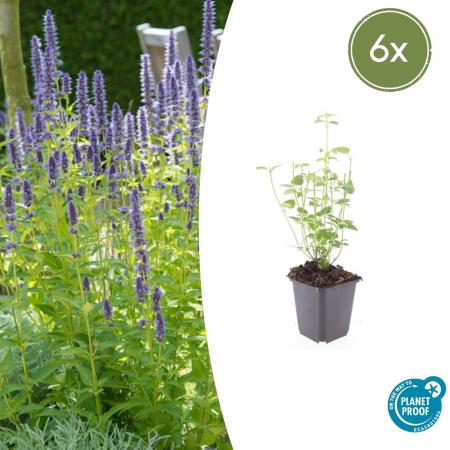 Ornamental perennial - Scented nettle - Agastache rugosa Black Adder - 9cm pot - Set of 6 plants