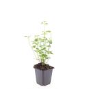Ornamental perennial - Scented nettle - Agastache rugosa Black Adder - 9cm pot - Set of 6 plants