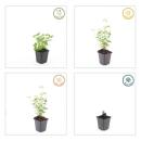 Ornamental perennial - Scented nettle - Agastache rugosa Black Adder - 9cm pot - Set of 6 plants