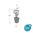 Ornamental perennial - Scented nettle - Agastache rugosa Black Adder - 9cm pot - Set of 6 plants
