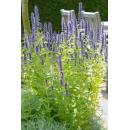 Ornamental perennial - Scented nettle - Agastache rugosa Black Adder - 9cm pot - Set of 6 plants
