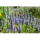 Ornamental perennial - Scented nettle - Agastache rugosa Black Adder - 9cm pot - Set of 6 plants