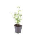 Ornamental perennial - Scented nettle - Agastache rugosa Black Adder - 9cm pot - Set of 6 plants