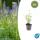 Ornamental perennial - Scented nettle - Agastache rugosa Black Adder - 9cm pot - Set of 6 plants