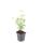 Ornamental perennial - Scented nettle - Agastache rugosa Black Adder - 9cm pot - Set of 6 plants