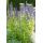 Ornamental perennial - Scented nettle - Agastache rugosa Black Adder - 9cm pot - Set of 6 plants