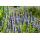 Ornamental perennial - Scented nettle - Agastache rugosa Black Adder - 9cm pot - Set of 6 plants