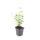 Ornamental perennial - Scented nettle - Agastache rugosa Black Adder - 9cm pot - Set of 6 plants