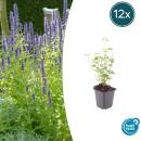 Zierstaude - Duftnessel - Agastache rugosa Black Adder - 9cm Topf - Set mit 12 Pflanzen