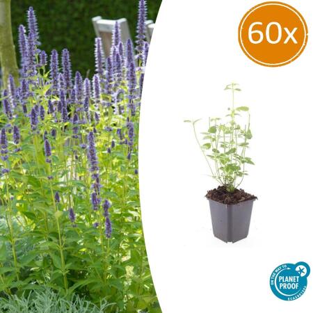 Zierstaude - Duftnessel - Agastache rugosa Black Adder - 9cm Topf - Set mit 60 Pflanzen