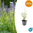 Zierstaude - Duftnessel - Agastache rugosa Black Adder - 9cm Topf - Set mit 60 Pflanzen