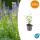 Zierstaude - Duftnessel - Agastache rugosa Black Adder - 9cm Topf - Set mit 60 Pflanzen