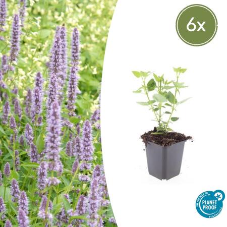 Zierstaude - Duftnessel - Agastache rugosa Blue Fortune - 9cm Topf - Set mit 6 Pflanzen