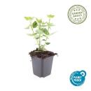Zierstaude - Duftnessel - Agastache rugosa Blue Fortune - 9cm Topf - Set mit 6 Pflanzen