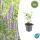 Zierstaude - Duftnessel - Agastache rugosa Blue Fortune - 9cm Topf - Set mit 6 Pflanzen