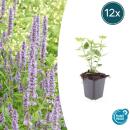 Zierstaude - Duftnessel - Agastache rugosa Blue Fortune - 9cm Topf - Set mit 12 Pflanzen
