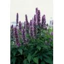 Zierstaude - Duftnessel - Agastache rugosa Blue Fortune - 9cm Topf - Set mit 12 Pflanzen