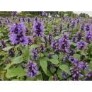 Zierstaude - Duftnessel - Agastache rugosa Blue Fortune - 9cm Topf - Set mit 12 Pflanzen