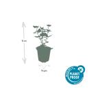 Zierstaude - Duftnessel - Agastache rugosa Blue Fortune - 9cm Topf - Set mit 12 Pflanzen