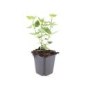 Zierstaude - Duftnessel - Agastache rugosa Blue Fortune - 9cm Topf - Set mit 12 Pflanzen